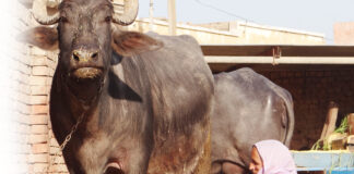 ਜੱਟ ਬਾਣੀਏ ਬਣਾ ’ਤੇ ਸਰਕਾਰੇ, ਘਰੋਂ ਘਰੀਂ ਦੁੱਧ ਵਿਕਦਾ Jat Baniya realated article