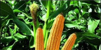 ਪੰਜਾਬ ਵਿੱਚ ਮੱਕੀ ਦੇ ਬੀਜ ਸਬੰਧੀ ਇੱਕ ਘਪਲਾ ਸਾਹਮਣੇ ਆਇਆ : ਕਾਗਜ਼ਾਂ ‘ਚ ਹੋਈ ਹੇਰਾਫੇਰੀ A scam related to corn seeds came to light in Punjab